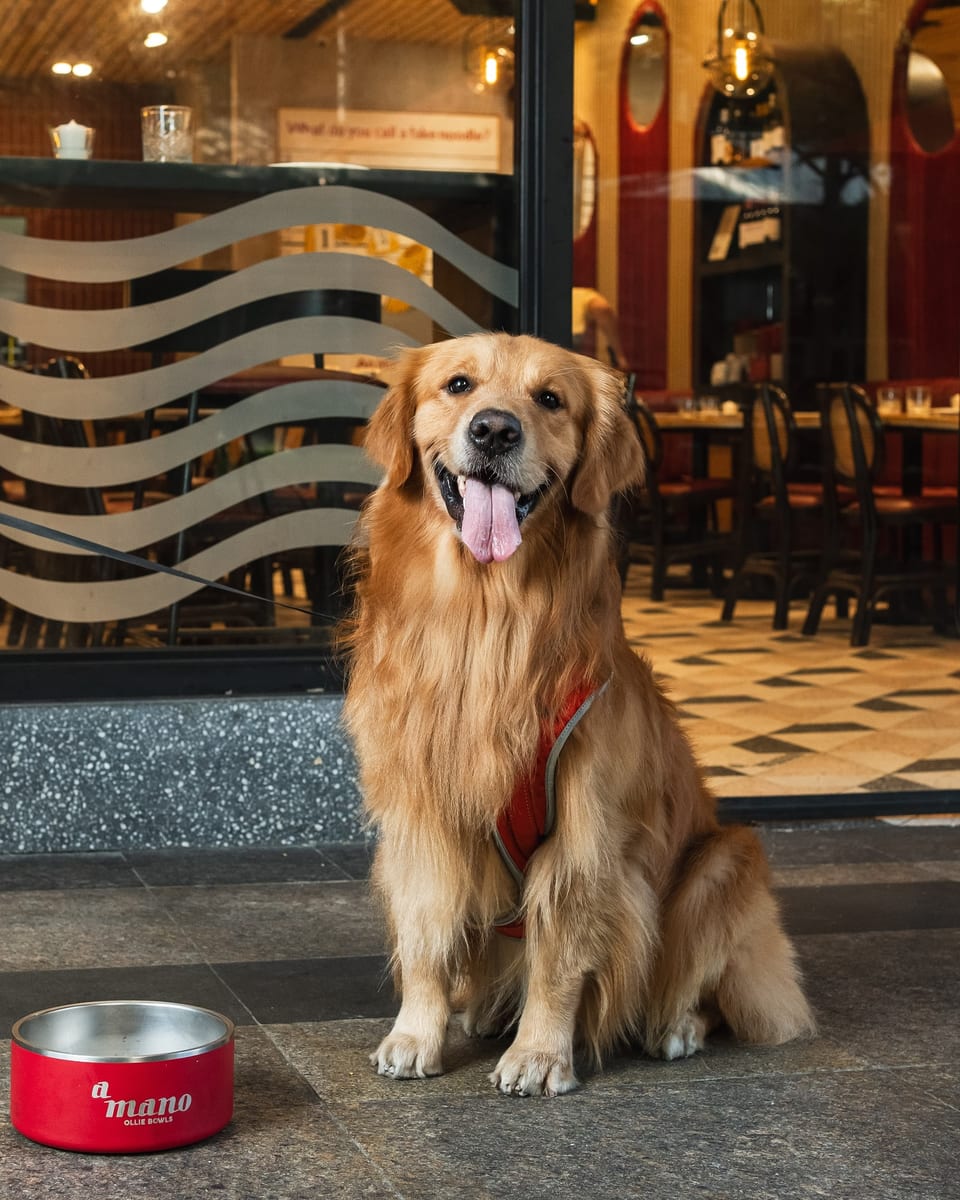 golden retriever outside of a mano